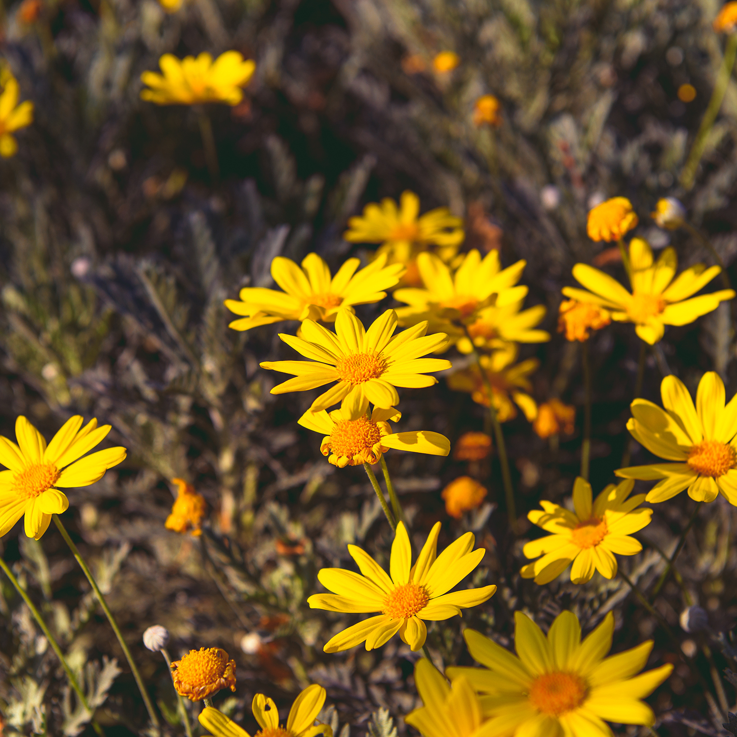 Arnica